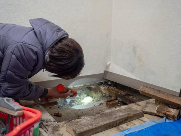 Reliable Roanoke, IL Mold Removal Solutions